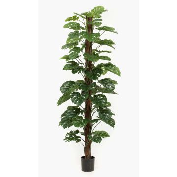 Filodendro monstera deliciosa artificiale LASO, 210cm Filodendro monstera deliciosa artificiale LASO, 210cm