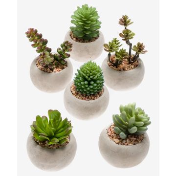 Succulente artificiali CAMBELA in vaso di cemento, 6 pezzi, multicolore, Ø6,5cm
