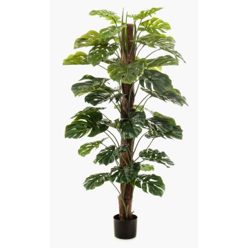 Filodendro monstera deliciosa artificiale TILA, 150cm Filodendro monstera deliciosa artificiale TILA, 150cm