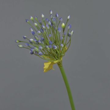 Allium artificiale KATYNA, blu, 70cm