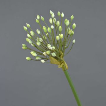 Allium artificiale KATYNA, crema, 70cm