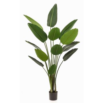 Pianta artificiale strelitzia PAVLOVA, verde, 190cm