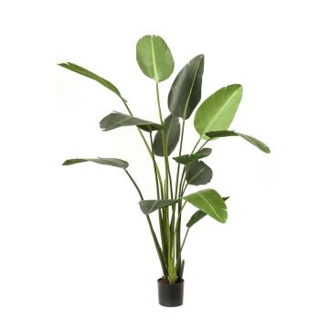 Pianta artificiale strelitzia PAVLOVA, verde, 230cm