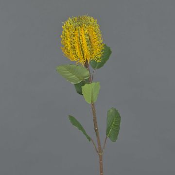 Fiore artificiale banksia CONAKIR, giallo, 55cm
