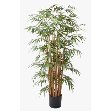 Bambù artificiale HIKITO tronchi veri, 145cm Bambù artificiale HIKITO tronchi veri, 145cm