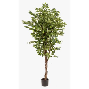 Ficus benjamina artificiale BARTOLO, tronco vero, verde, 170cm