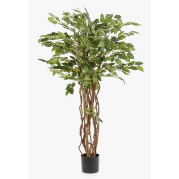 Ficus benjamina di plastica CARLOH, tronchi veri, verde, 140cm Ficus benjamina di plastica CARLOH, tronchi veri, verde, 140cm