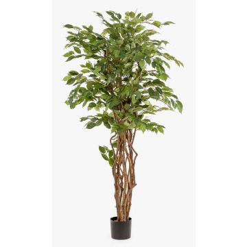Ficus benjamina di plastica CARLOH, tronchi veri, verde, 170cm Ficus benjamina di plastica CARLOH, tronchi veri, verde, 170cm