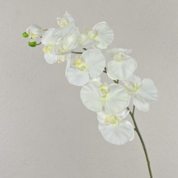 Ramo di orchidee phalaenopsis di plastica ANAT, crema, 100cm
