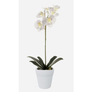 Orchidea phalaenopsis artificiale ISIS, vaso in ceramica, bianco, 55cm