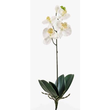 Orchidea phalaenopsis artificiale ISIS, su stelo, bianco, 40cm