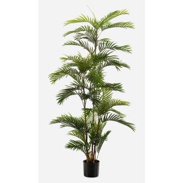 Palma areca artificiale FEDERICO, 180cm