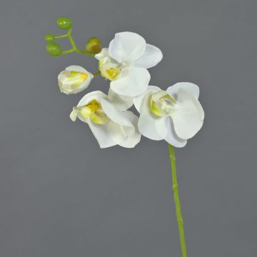 Ramo di orchidee phalaenopsis artificiale MINA, bianco, 55cm