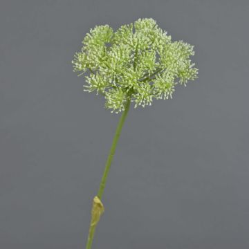 Heracleum artificiale EVERALDO, bianco, 80cm