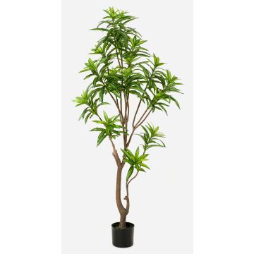 Albero artificiale di dracaena OSAKA, verde, 155cm Albero artificiale di dracaena OSAKA, verde, 155cm