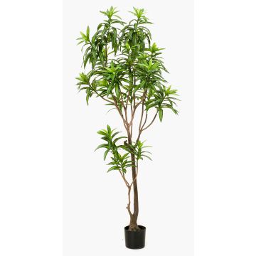 Albero artificiale di dracaena OSAKA, verde, 190cm