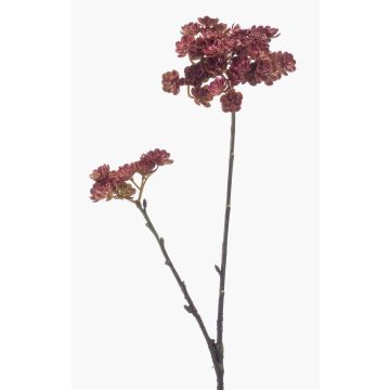 Ramo d'echeveria artificiale KALUPA, rosso bordeaux, 50cm