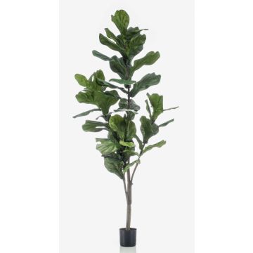 Ficus lyrata artificiale ENRIKO, tronco artificiale, verde, 150cm Ficus lyrata artificiale ENRIKO, tronco artificiale, verde, 150cm