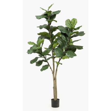 Ficus lyrata artificiale ENRIKO, tronco artificiale, verde, 180cm Ficus lyrata artificiale ENRIKO, tronco artificiale, verde, 180cm