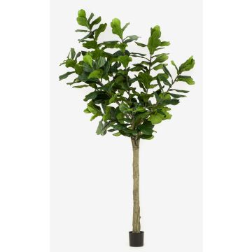 Ficus lyrata artificiale ENRIKO, tronco artificiale, verde, 300cm Ficus lyrata artificiale ENRIKO, tronco artificiale, verde, 300cm