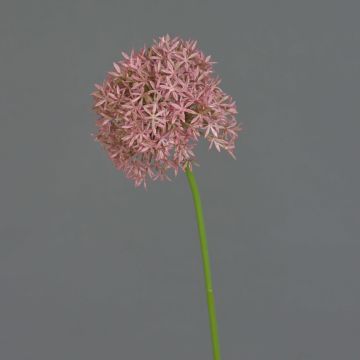 Allium artificiale ARNAU, fucsia, 60cm