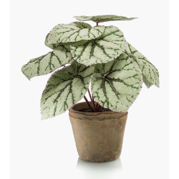 Begonia rex artificiale MEIRA in vaso di terracotta, verde-grigio, 25cm
