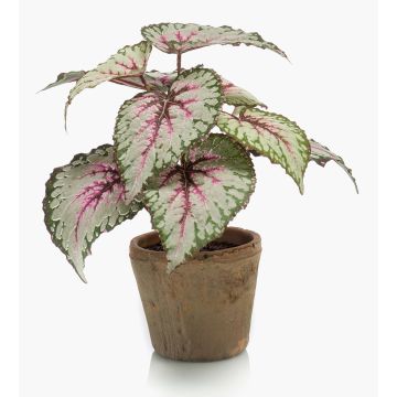 Begonia rex artificiale MEIRA in vaso di terracotta, verde-rosa, 25cm