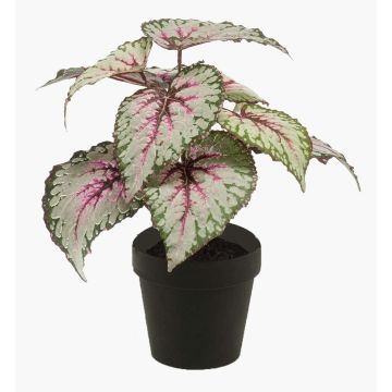 Begonia rex artificiale MEIRA, verde-rosa, 25cm