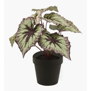 Begonia rex artificiale MEIRA, verde-viola, 25cm