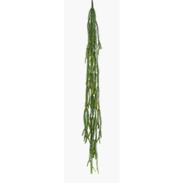 Cactus epiphyllum pensile BORNEO su stelo, verde, 120cm