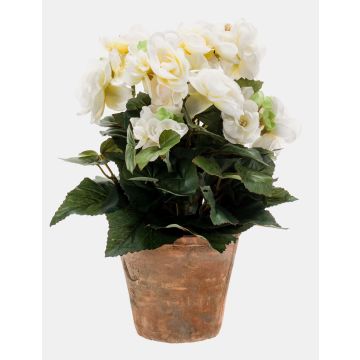 Begonia artificiale DOBRADA in vaso di terracotta, crema, 25cm Begonia artificiale DOBRADA in vaso di terracotta, crema, 25cm