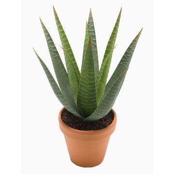 Aloe variegata artificiale MARTINEZ, vaso di terracotta, verde, 30cm, Ø17cm