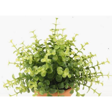 Eucalipto artificiale JOSHUA su stelo, verde, 20cm, Ø17cm