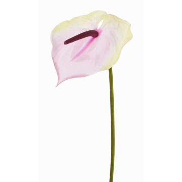 Anturio artificiale MOIRA, crema-rosa, 75cm, 13x18cm