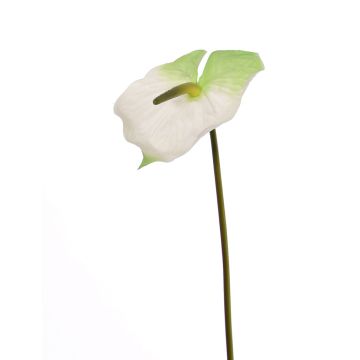 Anturio artificiale MOIRA, bianco-verde, 75cm, 13x20cm