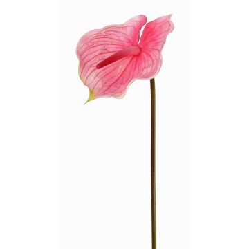 Anturio artificiale MOIRA, fucsia-rosa, 75cm, 13x18cm