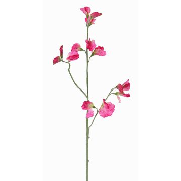 Lathyrus artificiale ASFALOTH, fucsia, 65cm