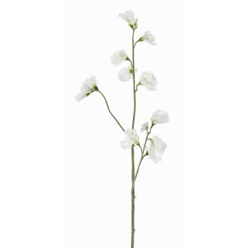 Lathyrus artificiale ASFALOTH, bianco, 65cm Lathyrus artificiale ASFALOTH, bianco, 65cm