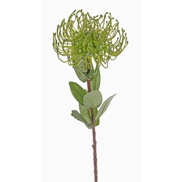 Protea artificiale BAILY, verde, 50cm, Ø12cm Protea artificiale BAILY, verde, 50cm, Ø12cm