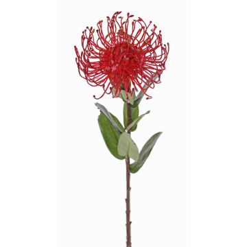 Protea artificiale BAILY, rosso, 50cm, Ø12cm