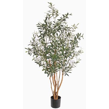 Olivo artificiale ROY, tronchi veri, zona trasversale, 165cm Olivo artificiale ROY, tronchi veri, zona trasversale, 165cm