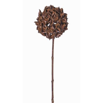 Ramo artificiale di anice stellato CATBERT, marrone, 70cm, Ø10cm
