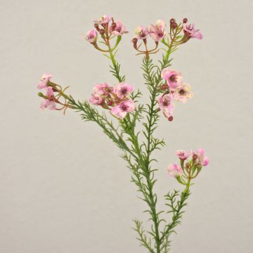 Fiore di cera artificiale AISHA, rosa, 65cm