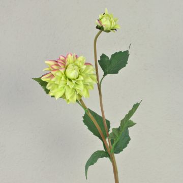 Dahlia finta PATRITZIA, verde-rosa, 55cm