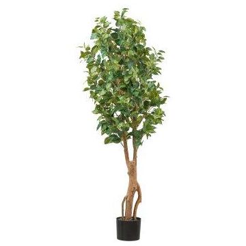 Albero artificiale Ficus Benjamini NATRONA, tronchi naturali, 160 cm Albero artificiale Ficus Benjamini NATRONA, tronchi naturali, 160 cm
