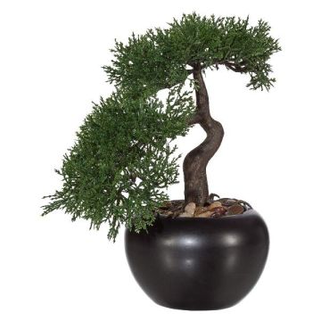 Albero artificiale bonsai cedro FALKE con radici, vaso in ceramica, 25 cm Albero artificiale bonsai cedro FALKE con radici, vaso in ceramica, 25 cm
