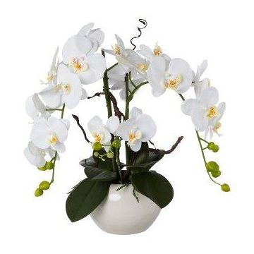 Composizione decorativa orchidea salice contorto LULUDI, vaso in ceramica bianco, radici, bianco, 55 cm