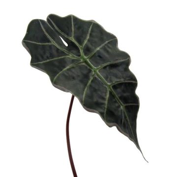 Foglia decorativa Alocasia Sanderiana ALEPU, verde, 65 cm