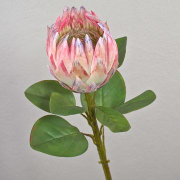 Ramo decorativo di protea reale TANIEKA, rosa-bianco, 65 cm