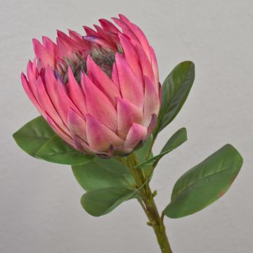 Ramo decorativo di protea reale TANIEKA, rosa-verde, 65 cm